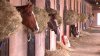 Race horses forced out of Alameda County Fairgrounds leaving owners, trainers scrambling