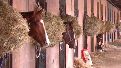 Horse racing to end at Alameda County Fairgrounds