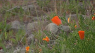 Preparations underway for wildflower crowds in Walnut Creek