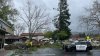 Part of large tree falls in Alamo, damaging 2 cars