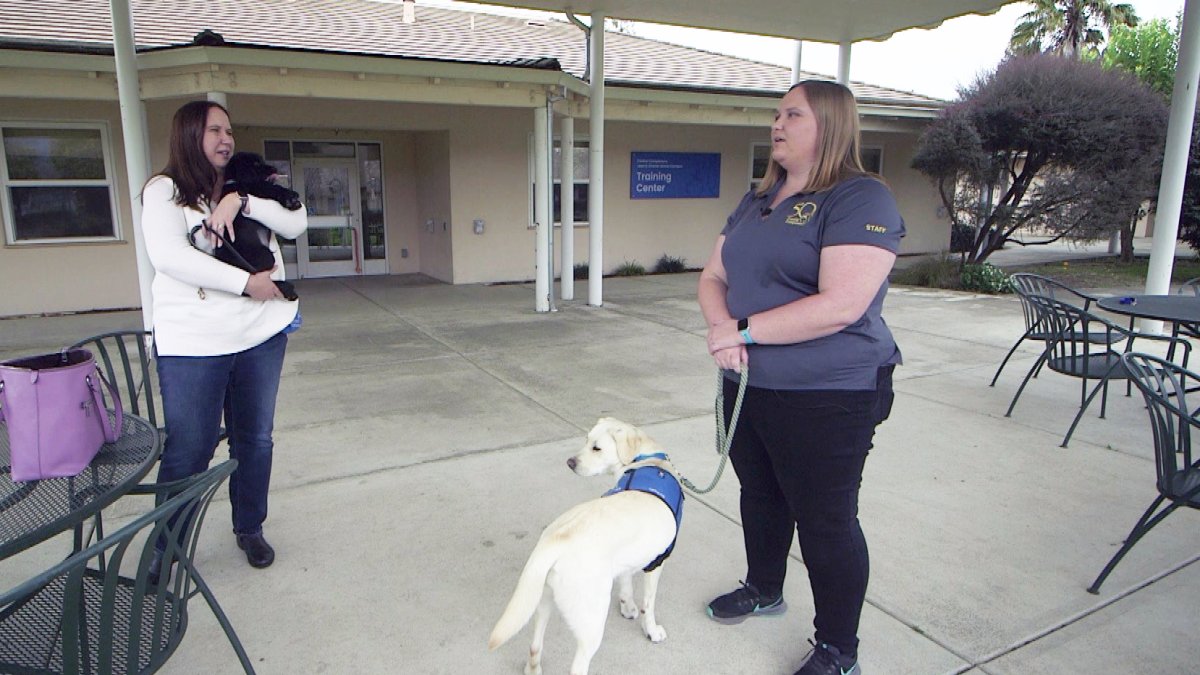 Santa Rosa's Canine Companions marks 50 years training service dogs