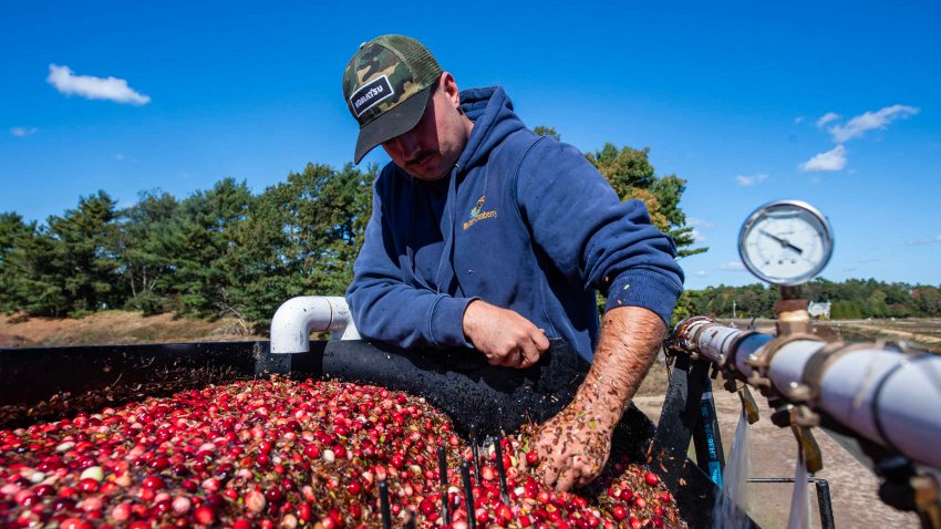 A farmworker uses a sorting and cleaning machine as cranberries are harvested at the Weston Cranberry Corporation Farm in Carver, Massachusetts on October 8, 2024. 