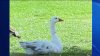 Goose with wire around its neck rescued in Richmond park