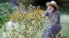 Spring allergies are back. Here's how to check pollen levels and keep from sneezing