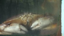 A Dungeness crab sits in a tank.