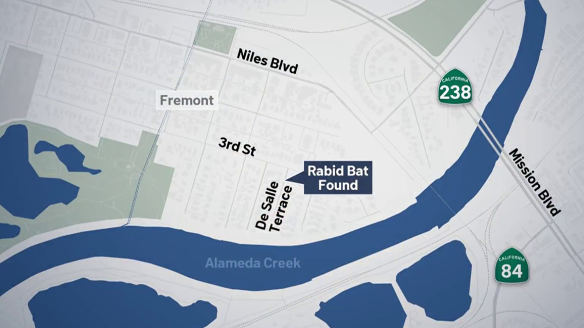 Dead bat found in Fremont tests positive for rabies