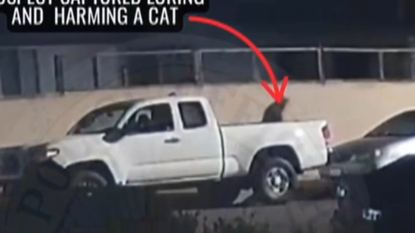 A man accused of mutilating and killing cats in Santa Ana has been arrested.