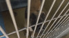 California veterinarians seeing more diseases, deaths in pets amid staff shortage