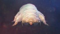 File photo of an eye mite