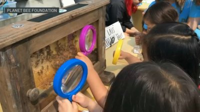 Planet Bee Foundation on a mission to educate