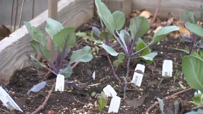 Understanding plant hardiness zones