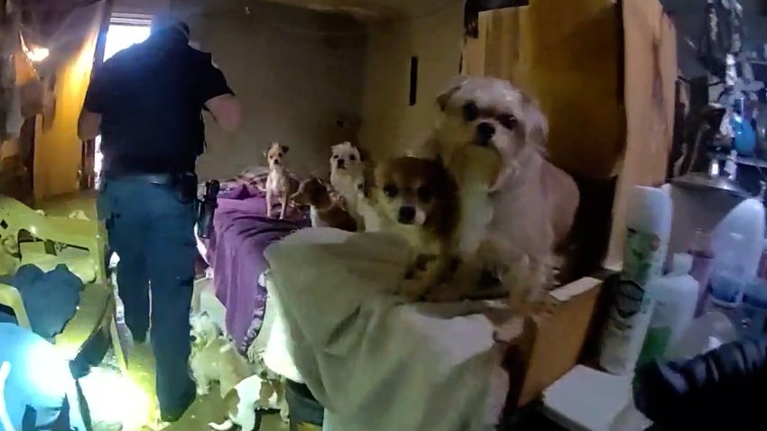 Police bodycam captures what officers found inside a Utah home packed with animals — and why two men now face hundreds of charges