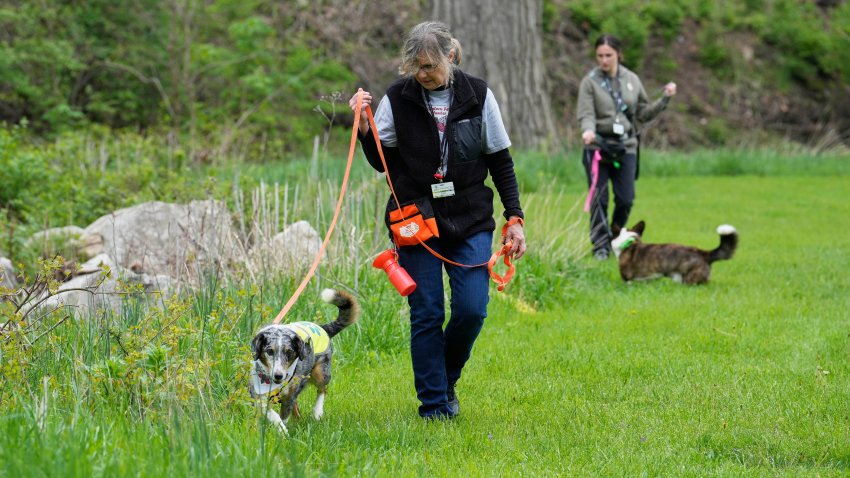 Canine investigators searching for spotted lanternfly eggs