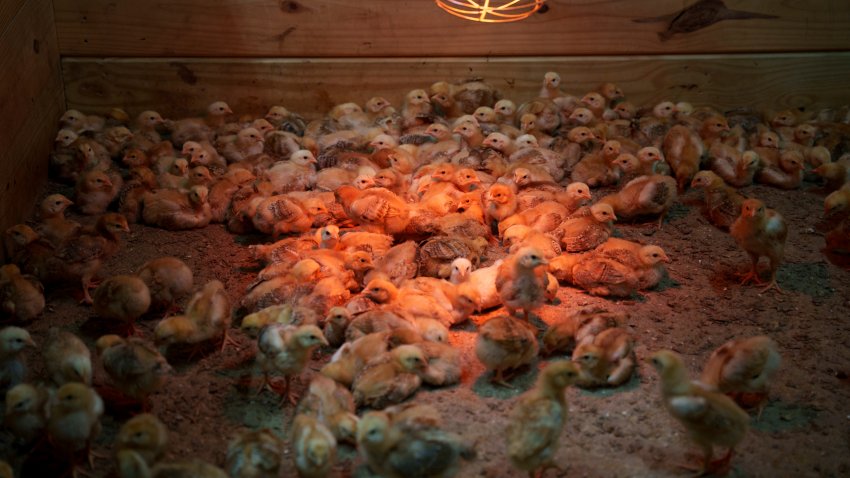 Chicks