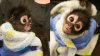 Spider monkey seized in Vallejo drug bust being cared for at Oakland Zoo