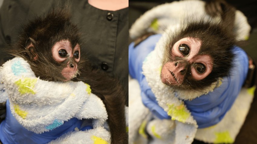 Female spider monkey