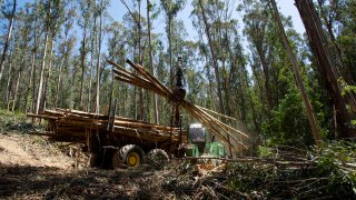 Logs are loaded onto a flatbed truck during a fire preventing fuels reduction project.
