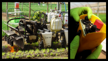 Whenever one of his 8 farm robots are in operation, Larry Jacobs says he assigns one of his workers to consistently monitor the remote controls, as seen here for his flaming robot that attacks pests in preparation for growing new crops.  While technology already exists to allow autonomous agriculture equipment to run all on its own, California safety regulations currently require operators to be "stationed" at the controls.