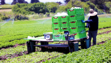 This autonomous "field rover" was designed by the company Farm-ng to be able to adapt to a range of farm-related tasks, including transporting fruits and vegetables from fields and orchards into packaging facilities.