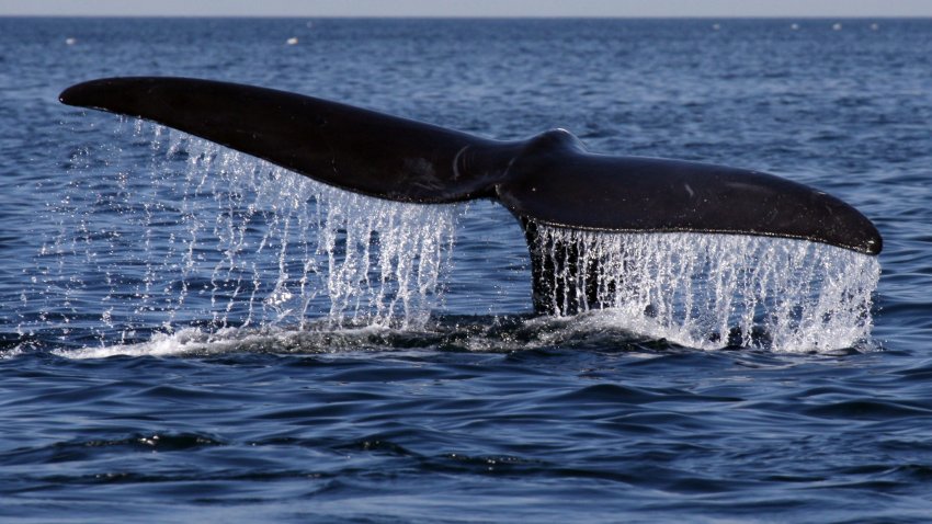 A North Atlantic Right Whale sounds while feeding on plankton in Cape Cod Bay, off the coast of Provincetown. A team from the Provincetown Center for Coastal Studies, was researching the right whale’s food supply today during their migration north.