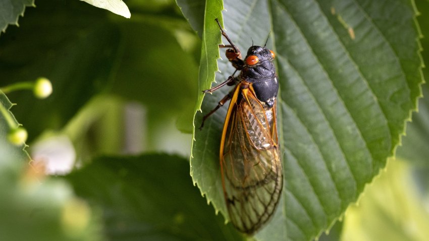 A cicada from a 17-year cicada brood clings to a leaf in Illinois in 2024.