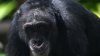 Chimps use medicinal plants to treat their wounds