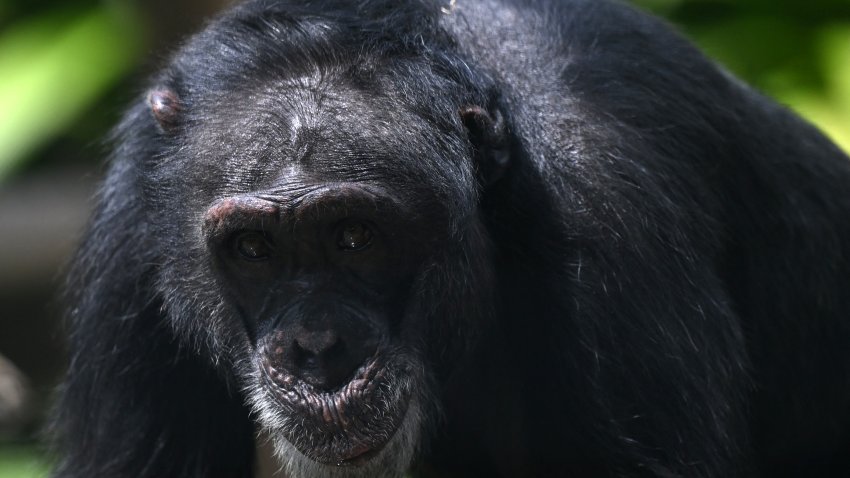 File. Yoko, the chimpanzee, walks on its enclosure at Ukumari Biopark in Pereira, Colombia on March 22, 2025. “Yoko, the last chimpanzee in captivity in Colombia, will be transferred to an animal sanctuary in Brazil.