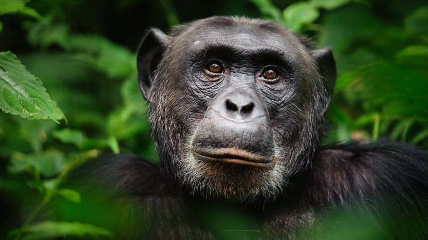 Chimp