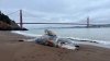 Five dead whales found in the greater Bay Area in less than a week
