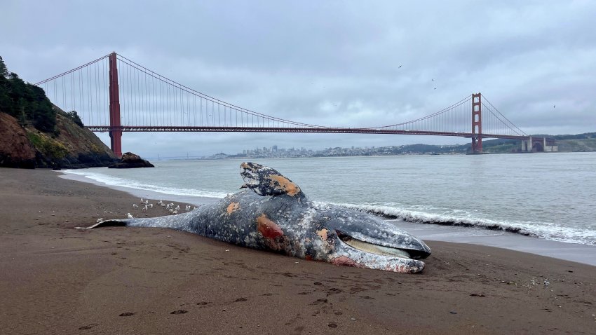 A dead gray whale on a beach in front of the Golden Gate Bridge.