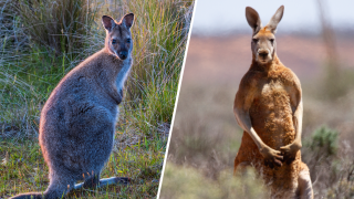 Kangaroo and wallaby