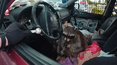 La policía halla un mapache con una pipa para metanfetamina durante una parada de tráfico