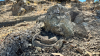 Why East Bay Regional Parks has issued a rattlesnake advisory