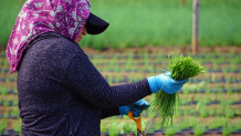 Larry Jacobs' six California farms utilize roughly 60 workers and 8 robots to harvest fruits, vegetables, and flowers.