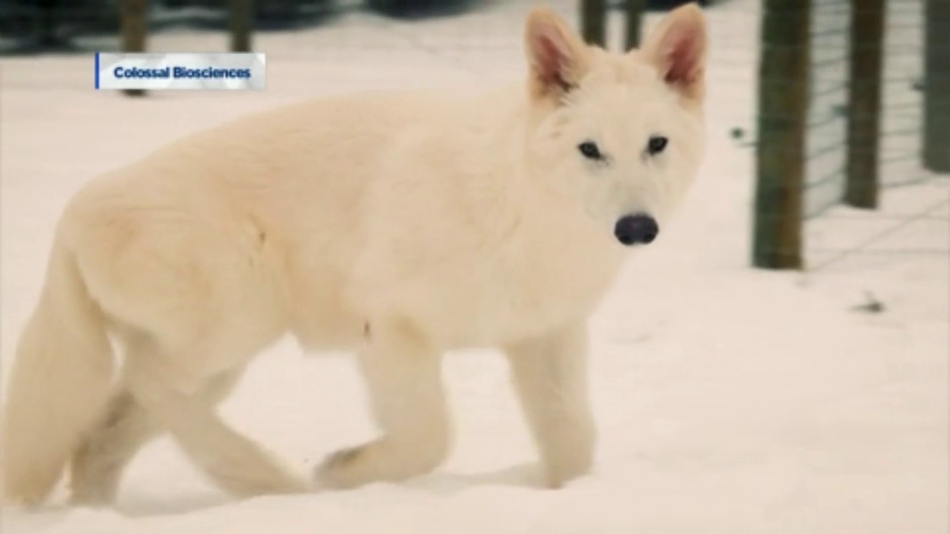 【匿名配送】ロデオクラフト 999.9 Meisterホワイトウルフ62UL-e ロデオクラフト 999.9マイスター ホワイトウルフ62UL ロデオクラフト