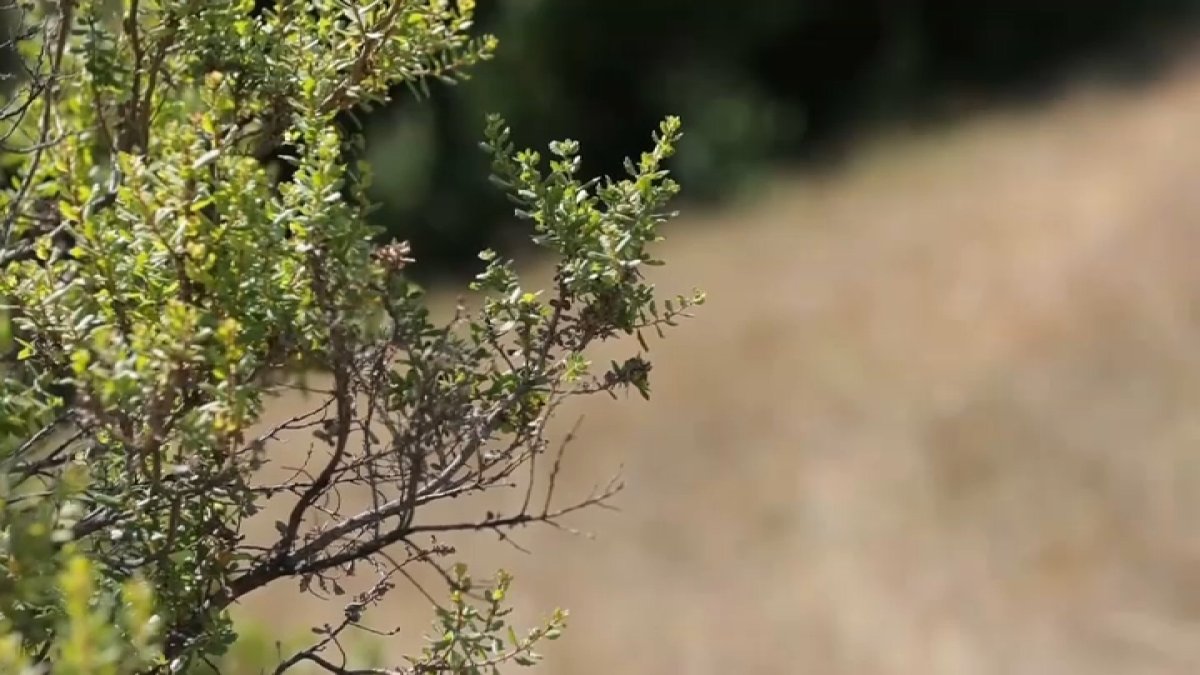 Fuel moisture content: What it means for fire season