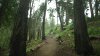 Scenic forest trails near Santa Cruz to open to the public for the first time