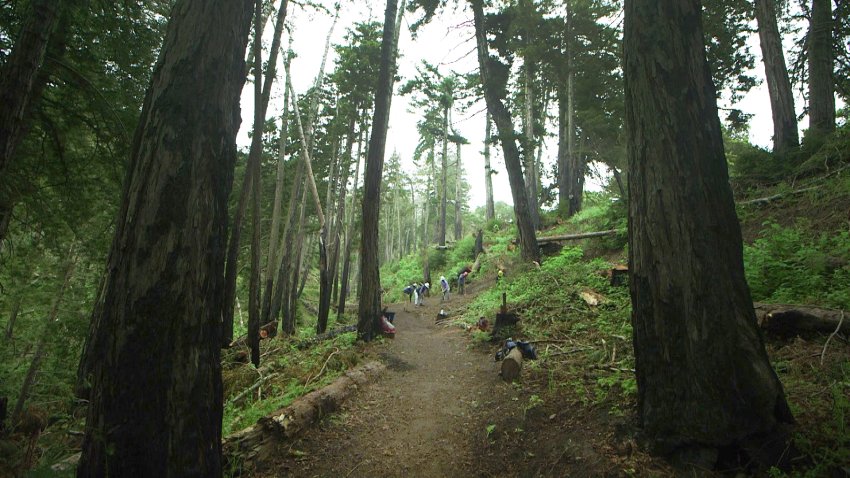Volunteer workers built a nine mile trail through the Cotoni Coast Dairies National Monument in the Santa Cruz Mountains. The site and the first of nine miles of trail is scheduled to open to the public in August for the first time.