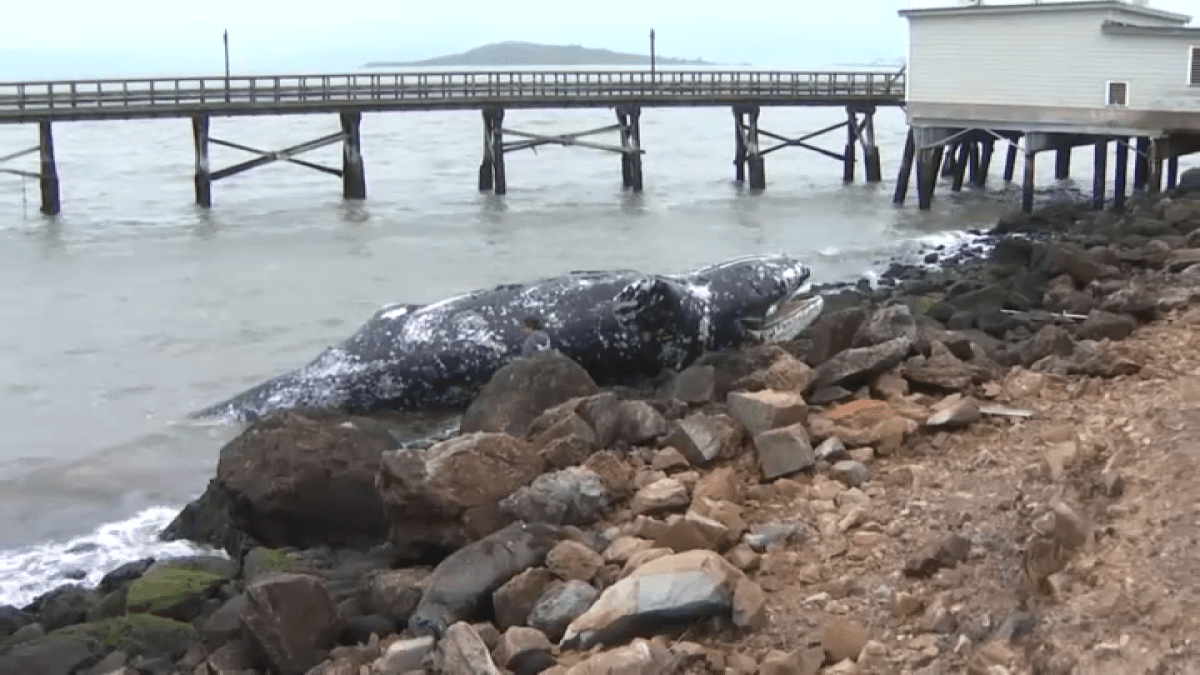 Another dead whale washes up in the Bay Area