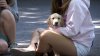 Cutest class of the semester: Teacher instructs students in raising guide dog puppies
