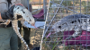 Large nonnative lizard spotted in South Bay park safely captured