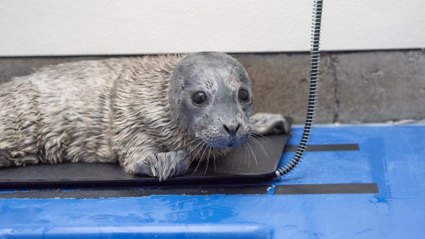 Annabelle, a harbor seal pup rescued by the Marin Mammal Center in Sausalito.