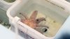 Sunflower sea star project seeks to release purple urchin-eating machines