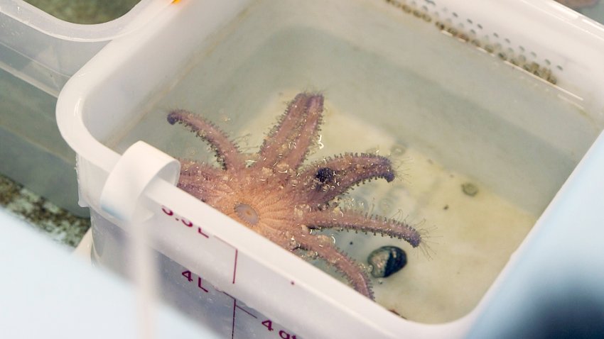 Titan, the largest sunflower sea star being raised in California, chows down on a purple urchin.