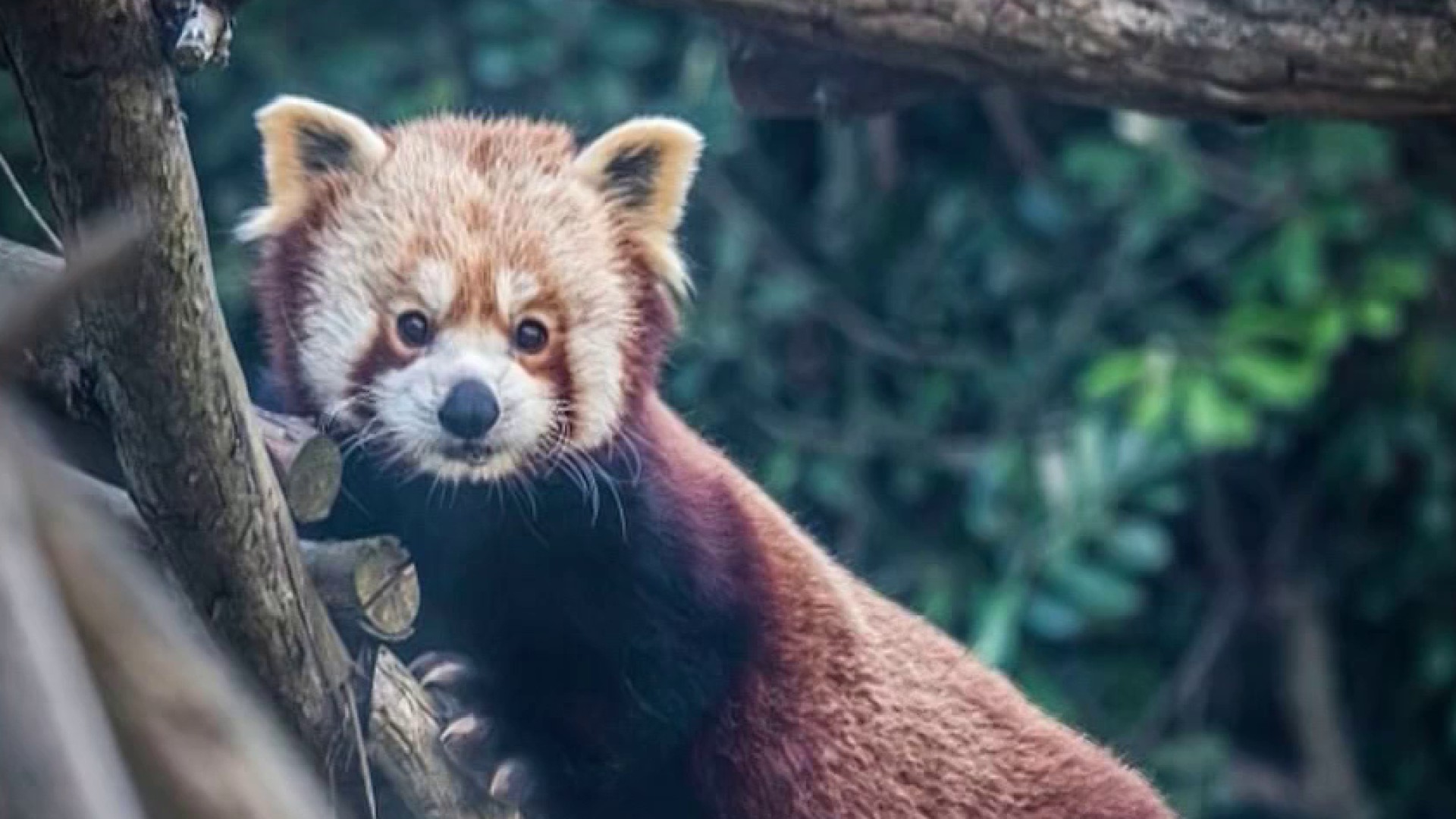 ⚠️パンダ Beloved red panda Tenzing dies at San Francisco Zoo – NBC Bay Area