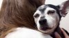 Family adopts dog, discovers unbelievable DNA connection