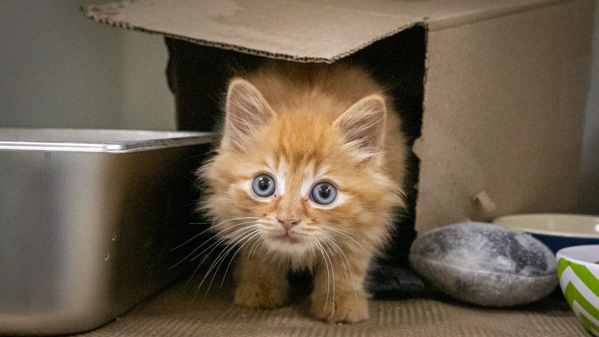 Kitten rescued from storm drain near I-95 on-ramp – NBC Bay Area