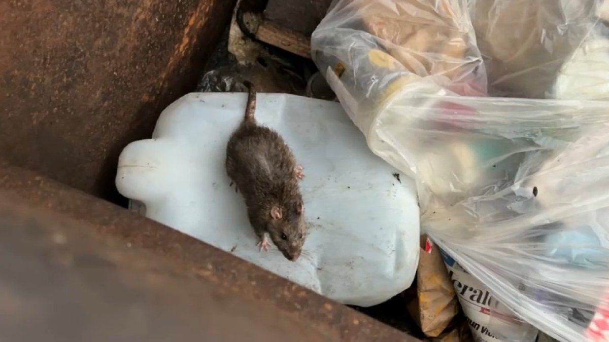 Rodent infestation in Vallejo prompts cleanup push – NBC Bay Area