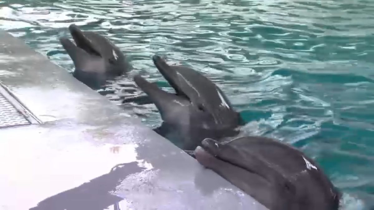 New dolphin show at Six Flags Discovery Kingdom