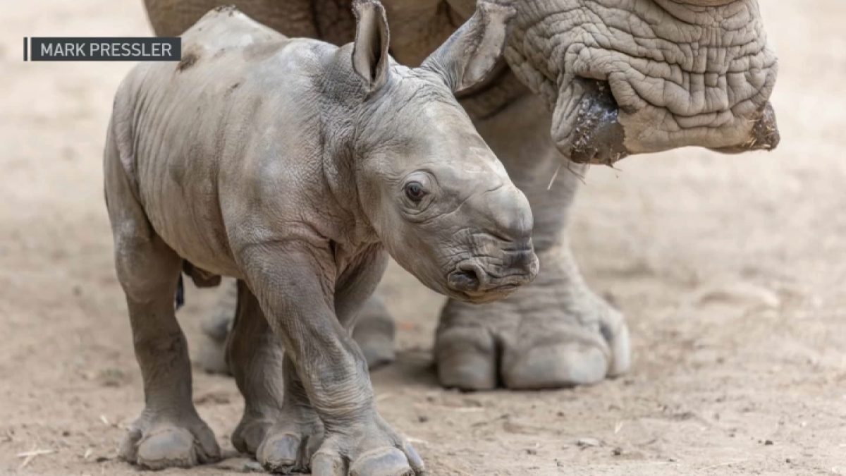 Safari West in Santa Rosa welcomes Ozzy, a Southern white rhino calf
